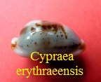 Cypraea erythraeensis, Sowerby 1937